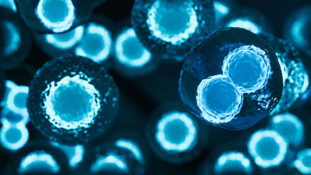 vertex-vx264-t1d-stem-cells11